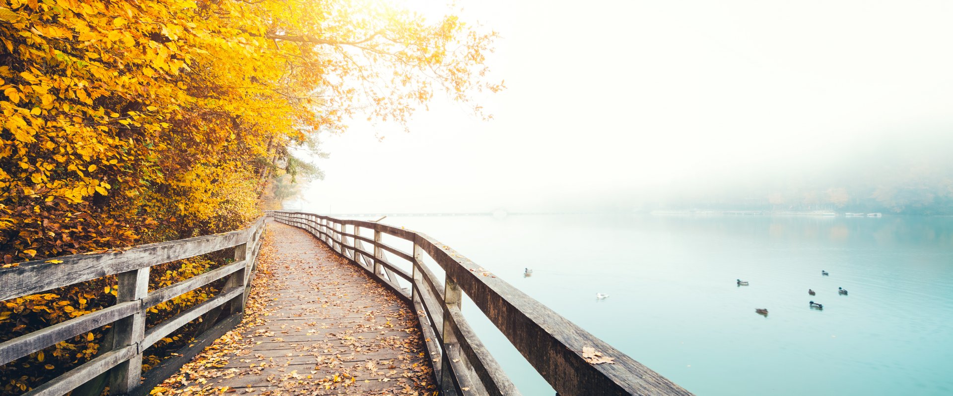 Path along the water with yellow leaves